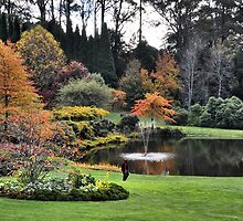 Bisley Gardens - Mt Wilson NSW Australia by Phil Woodman