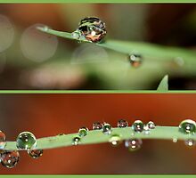SOLITARES & CLUSTERS by chloemay