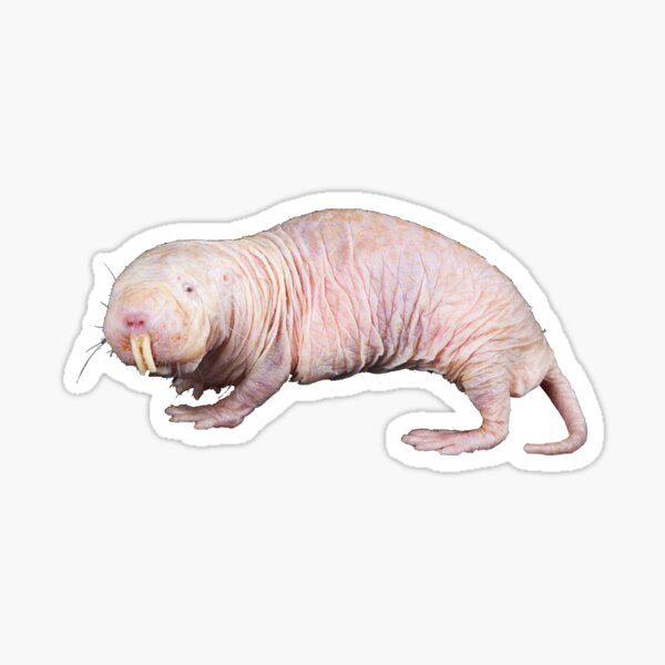 Naked Mole Rat Sticker For Sale By Cuddly Goblin Redbubble