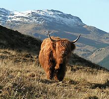 Highland coo (cow) by John Butterfield