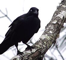 The Watcher - Australian Crow by MiloAddict