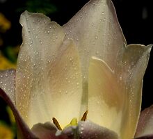 The Light Within by Liane Pinel by Liane Pinel