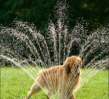 Sedona Sprinkler by Michael Waine