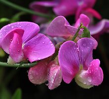 Sweet Pea by Elaine Manley