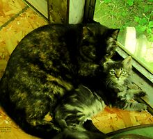 Cousin Opal cares for little Bandit Bear by Dayonda