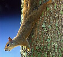 Squirrel Pause by Glenn Cecero