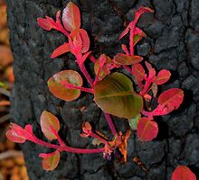 New Life After Death, by HG. QualityPhotography