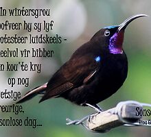Sonsoeker by Rina Greeff