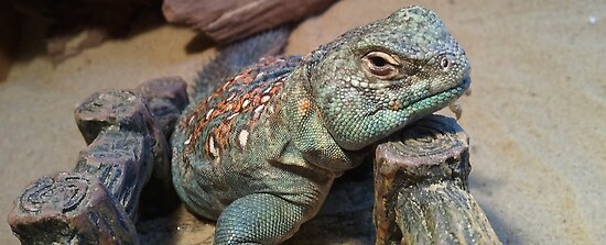 Ocellated Uromastyx