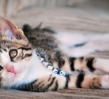 little kitty.. by Michelle McMahon