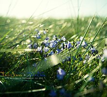 Tall Grass & BlueBells by geirkristiansen
