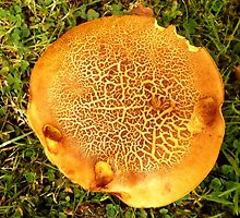 Pancake Mushroom by robomeerkat