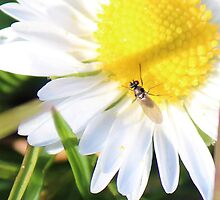 Daisy and friend. by suzannenz