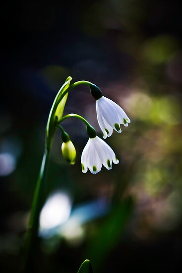 Snow Bells