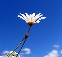 Soak up the Sun Daisy by Akrotiri