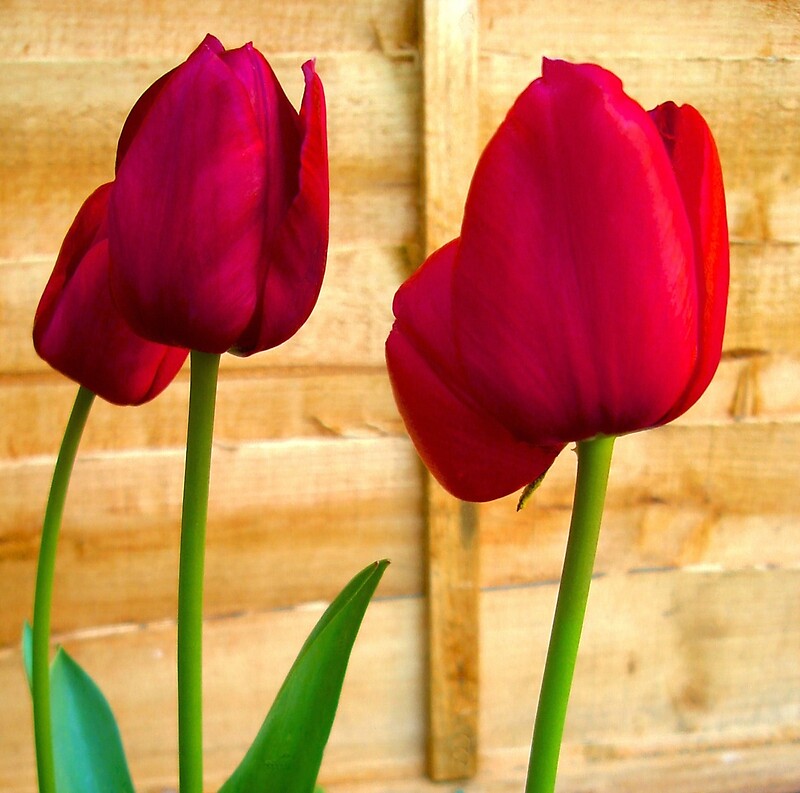 Tulips Net Kate | quot red tulips quot by kate towers ipa redbubble Tulips Net Kate | quot red tulips quot by kate towers ipa redbubble