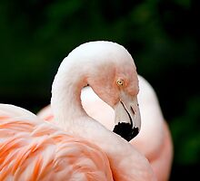 Portrait of a pink flamingo by torishaa