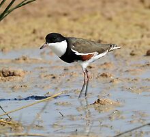 Red-Kneed Dotteral taken on the edge of the Simpson Desert by Alwyn Simple