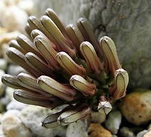 Pseudolithos cubiformis Developing Flowers 0910 2011 by Linda Gleisser