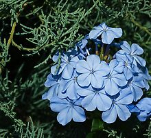 Bashful Blue by Richard G Witham