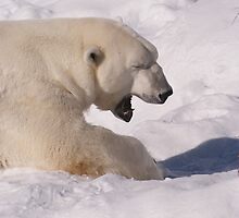 A Big Yawn by SunDwn