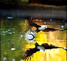 Brahminy Kite 83 by John Van-Den-Broeke