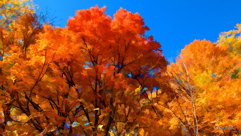 "Red, Orange & Yellow Leaves on Fall Autumn Trees against a Blue Sky