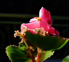 Tasting the Sun by rhulth