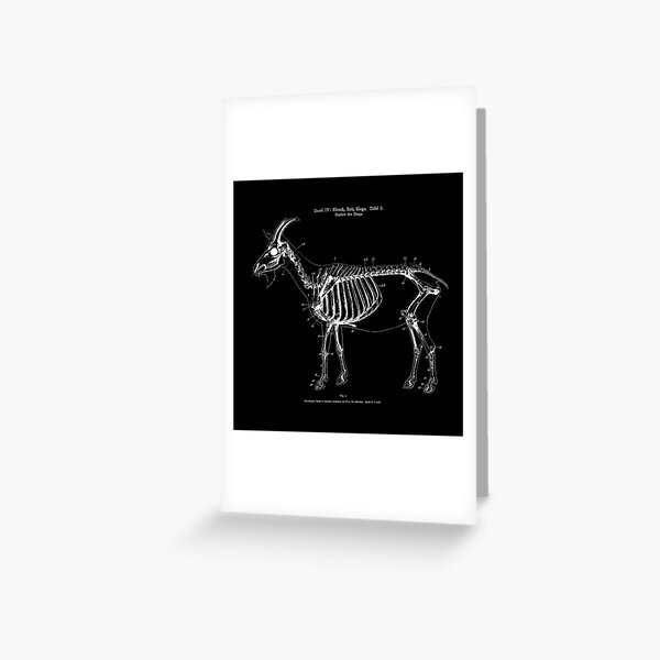 Goat Skeleton Anatomy Black White Vintage Drawing Greeting Card By