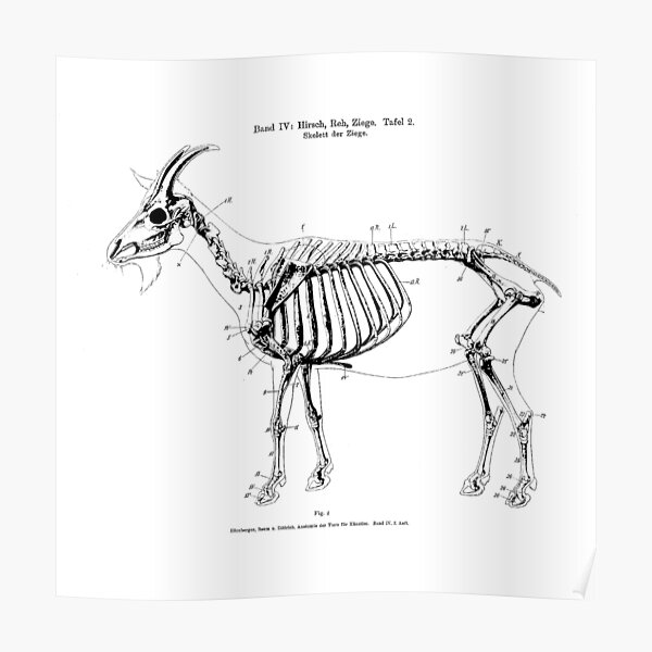 Copy Of Goat Skeleton Anatomy Black White Vintage Drawing Poster