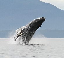 Freedom by Gina Ruttle (Whalegeek)