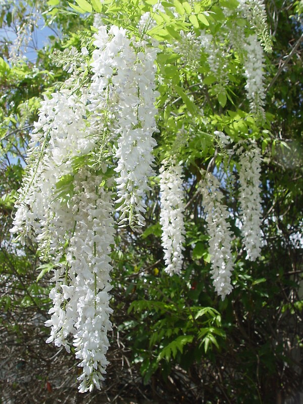 quot white wisteria chandelier quot by gary kelly redbubble quot white wisteria chandelier quot by gary kelly redbubble