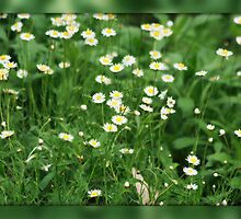 Daisy Patch by chloemay