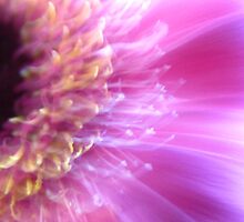 Pink blink by MarianBendeth