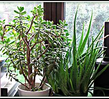 Aloe Vera and Money Plant - Still Life by kathrynsgallery