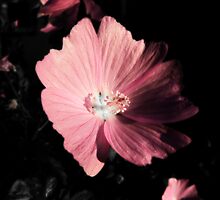 I Don't Wanna Argue Anymore by Denise Abé