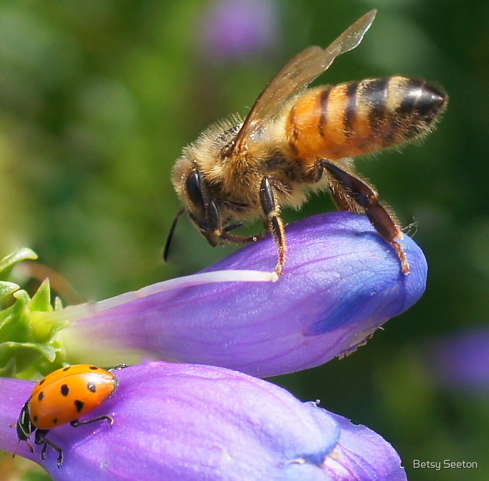 "Bee and Ladybug" by Betsy Seeton Redbubble