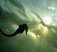 Seahorse (Hippocampus sp.), silhouette, underwater view by Sami Sarkis