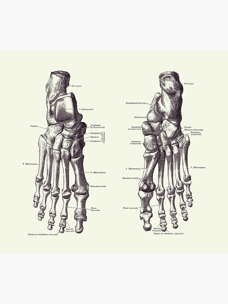 Fu Und Sprunggelenkskelett Diagramm Anatomie Poster Metallbild