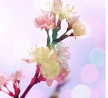 Bokeh Blossom #1 by Claire Elford