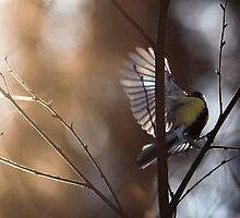Humming Bird Taking Off into the Sun by Petr Salaba