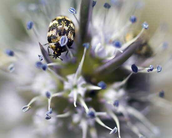 Blue Devil Flower