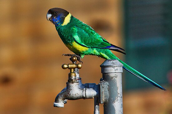 Australian Ringneck Parrot