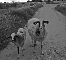 Babysitter Sheep by mariocassar