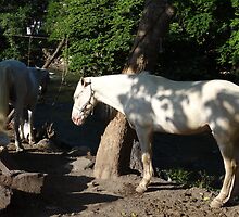 White horses at the River Cuale by Bernhard Matejka
