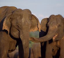 Asian Elephants - Sri Lanka by Austin Stevens