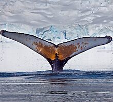 Having a Whale of a Time (Humpback Whale, Paradise Bay, Antarctic Peninsula) by Krys Bailey