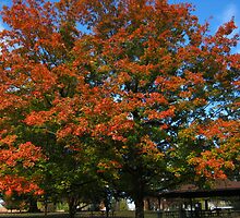 Fall 2011, In & Out by dge357