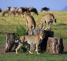 Living with the Enemy by Jill Fisher