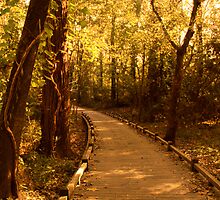 Golden Hours Along a Forest Path by Jay Reed